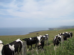 SX28515 Cows on cliffs.jpg